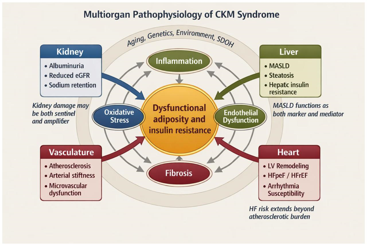 Chronic Inflammation May Signal Early Cardiovascular-Kidney-Metabolic Disease Risk