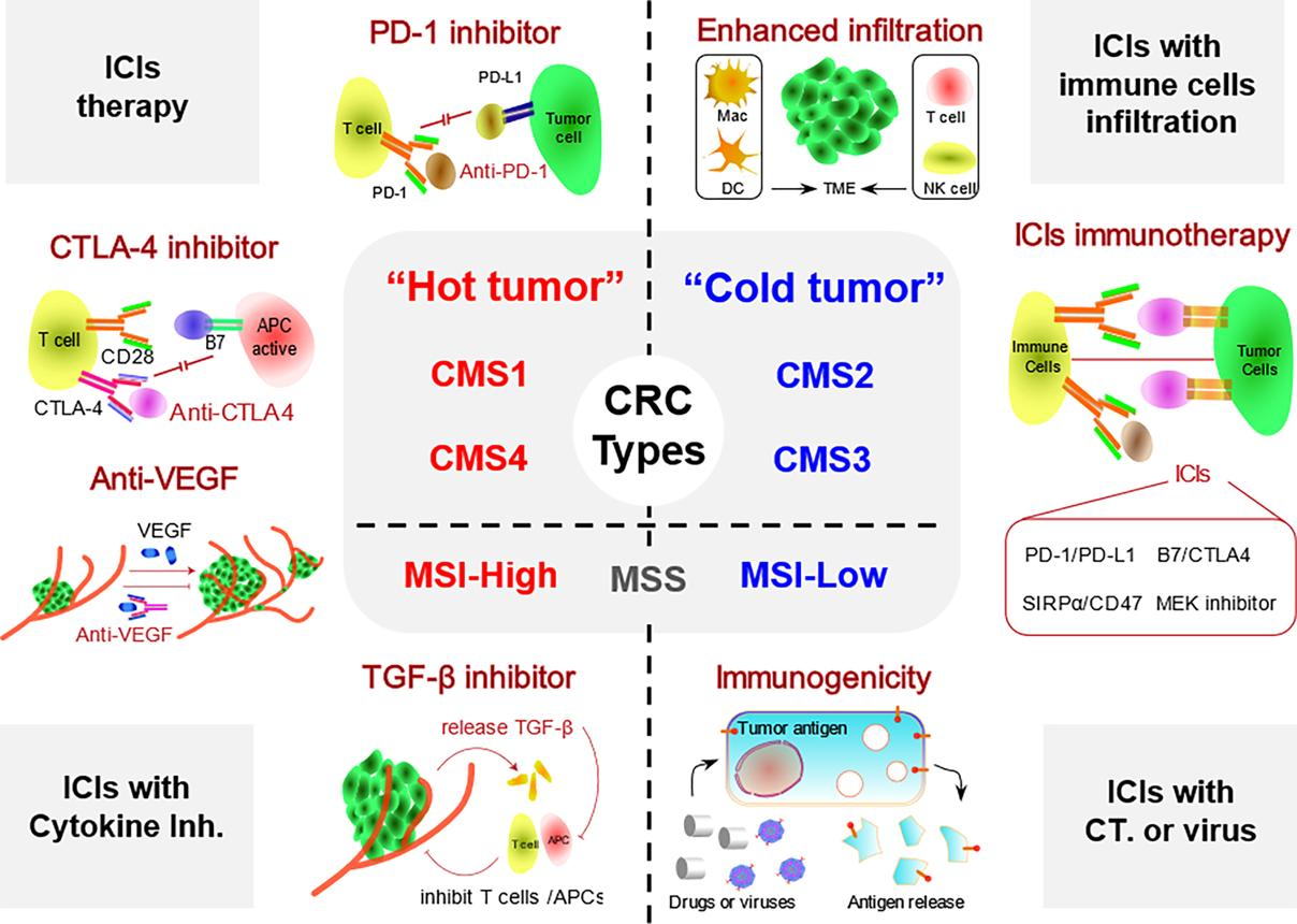 Scientists Identify a Potential New Way to Strengthen Immunotherapy Against Colorectal Cancer