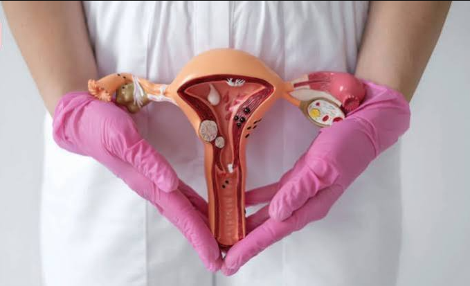 Researchers Find That Ovaries Remain Biologically Active After Menopause