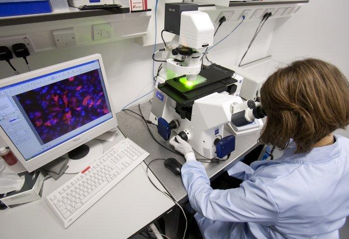 Reducing Damage Inside Heart Cells Improves Heart Function in Experimental Study